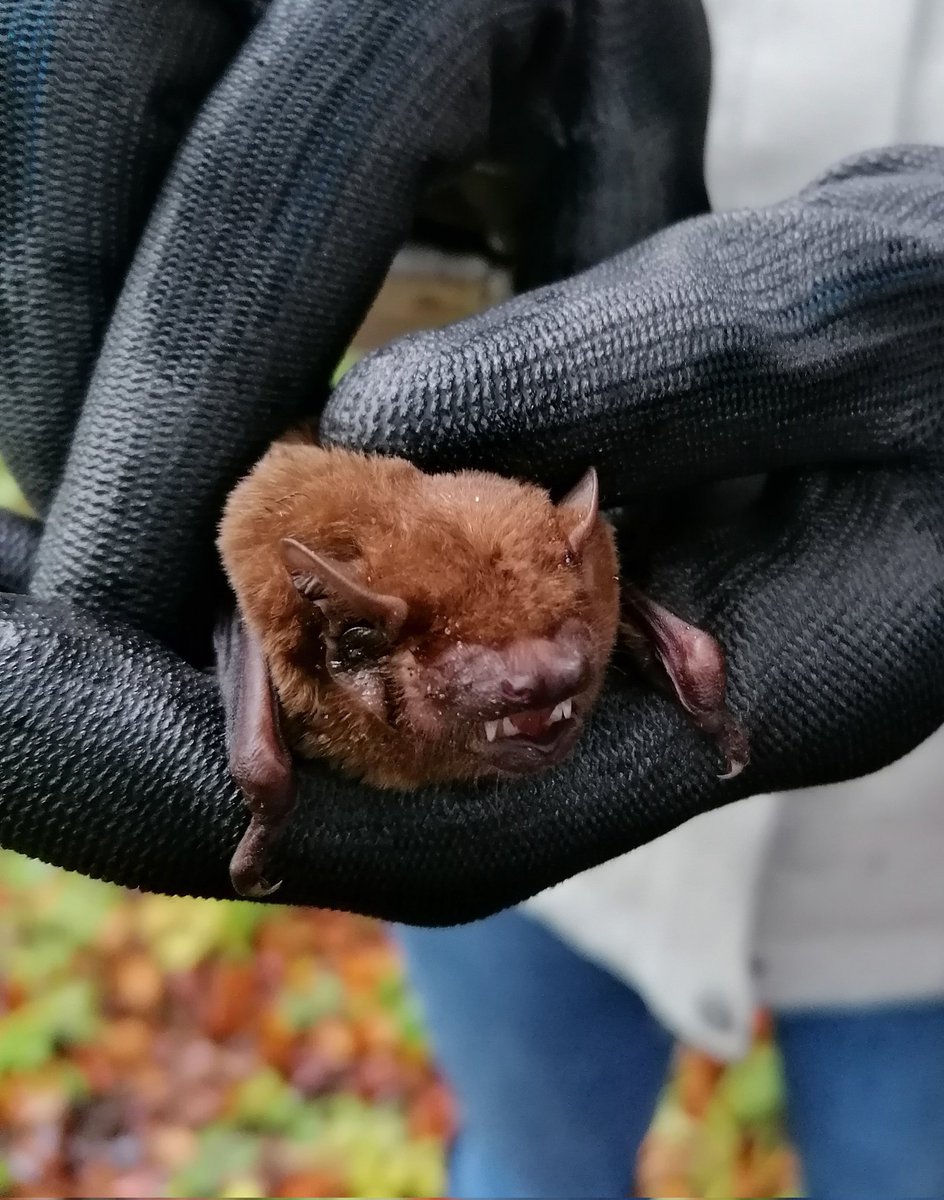 Pretty sure this Noctule had his comedy halloween teeth in. Last box checks of the year in deepest darkest Swindon. @_BCT_ @wiltsbg