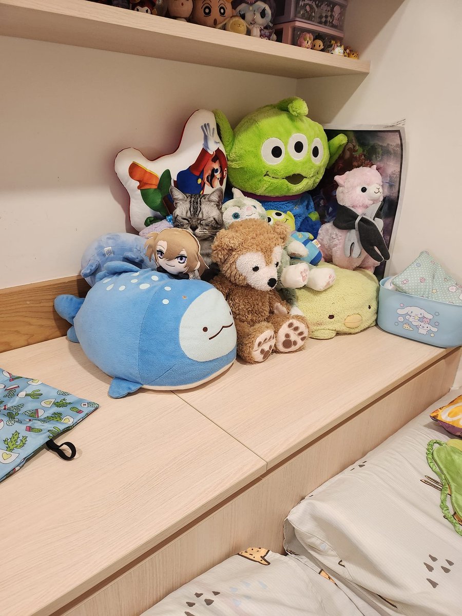 There is no cat in this image (@thereisnocat_) on Twitter photo 