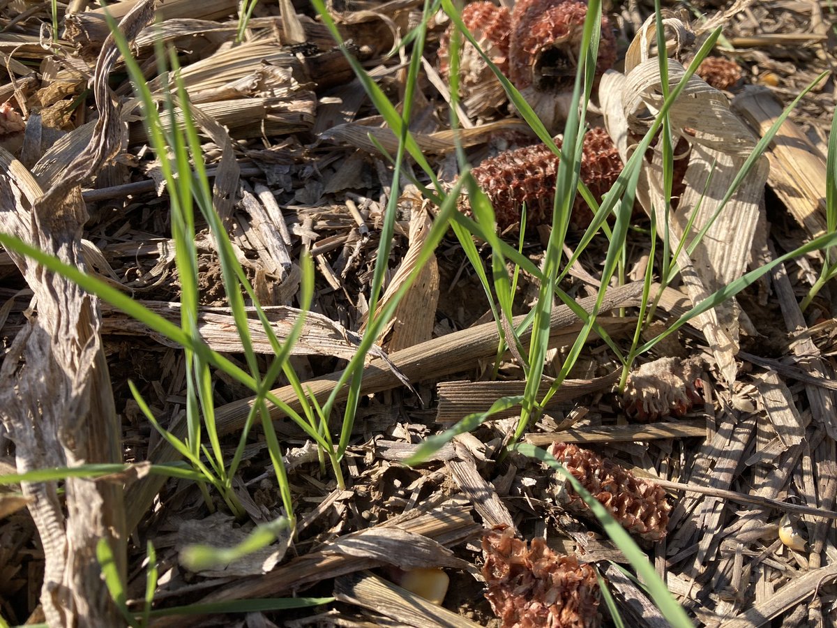 Needham Ag Technologies LLC (@needhamagtech) on Twitter photo Big differences this year between phos banded with the wheat seed, compared to the same products (and rates) surface broadcast. 
In this replicated trial, wheat was notilled into corn residue with  100 lb MESZ in the treatment on the L of center, compared to 100 lb MESZ on R. Big differences this year between phos banded with the wheat seed, compared to the same products (and rates) surface broadcast. 
In this replicated trial, wheat was notilled into corn residue with  100 lb MESZ in the treatment on the L of center, compared to 100 lb MESZ on R.