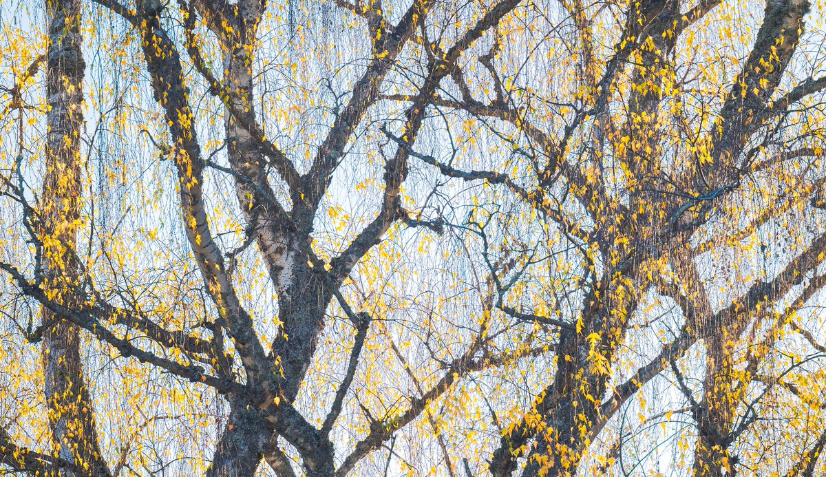 Jack Krohn tweet media