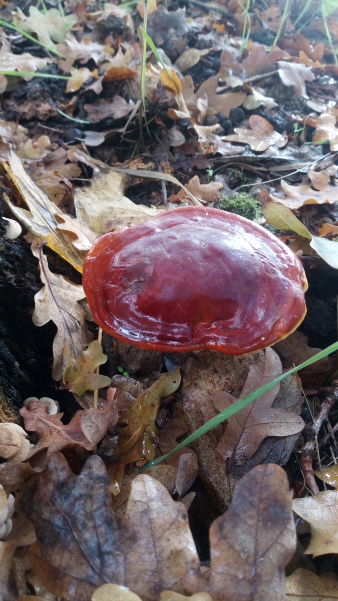 LX8111's tweet image. I nearly forgot. Found some #Reishi yesterday. #GlänzenderLackporling #GanodermaLucidum #Pilze #Mushroom #Fungi