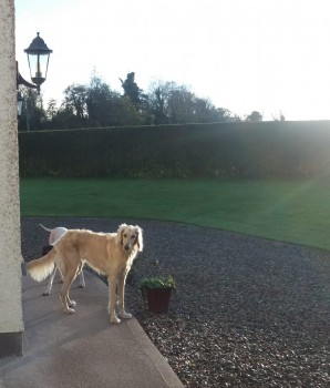 millypod1's tweet photo. LADY HOME SAFE. THANKS FOR RT's😊🐕🐾
🆘28 OCT 2023 #Lost LADY
YOUNG Golden Labradoodle Female
Nervous but non aggressive. Tall with long legs #Knockatallon or #Knockatallan #CountyMonaghan #Ireland #NorthernIreland #BT75 https://t.co/Sm10oNwdzh https://t.co/3TgBhyjIPA