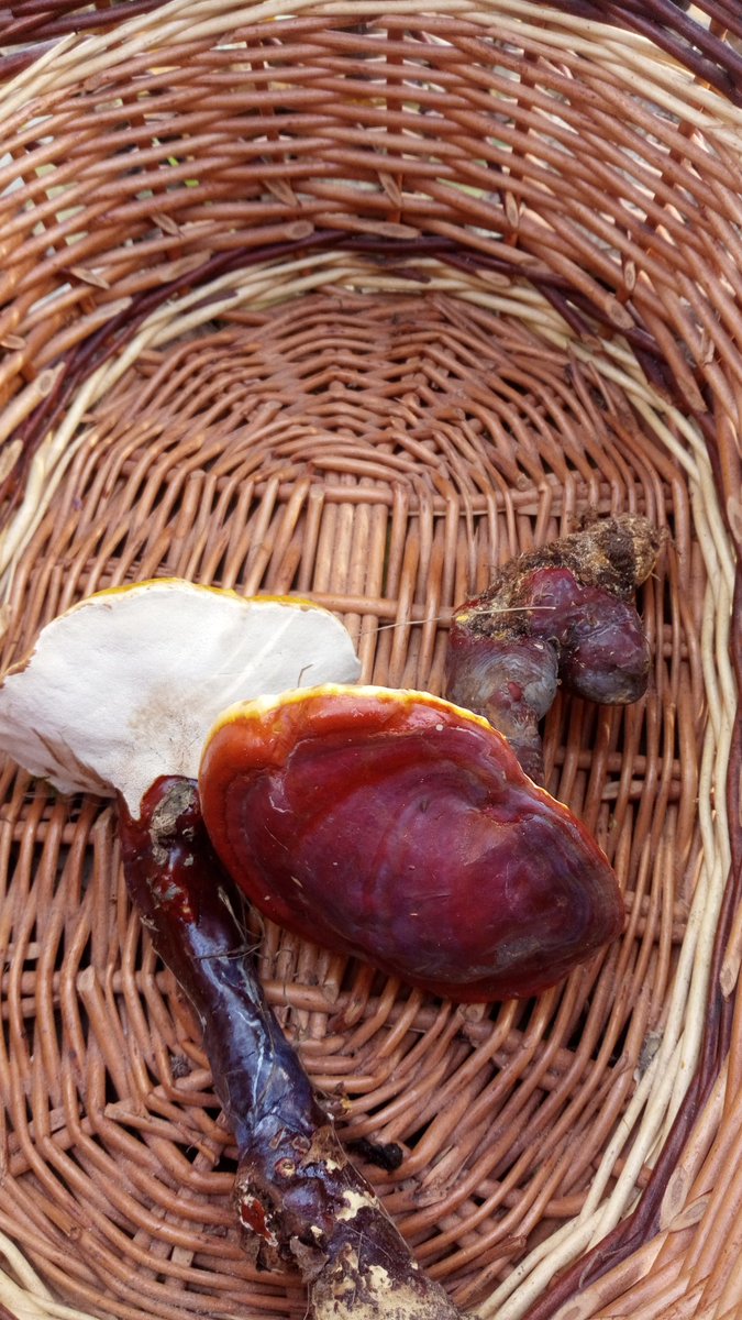 LX8111's tweet image. I nearly forgot. Found some #Reishi yesterday. #GlänzenderLackporling #GanodermaLucidum #Pilze #Mushroom #Fungi