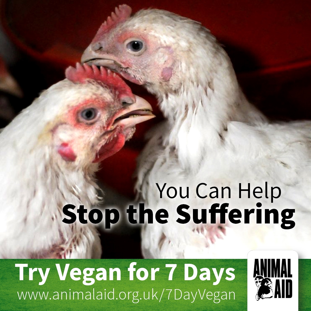 You can help stop the suffering; try vegan! 🌱 Sign up for our 7 Day Vegan Challenge today: animalaid.org.uk/7DayVegan #WorldVeganDay #WorldVeganMonth