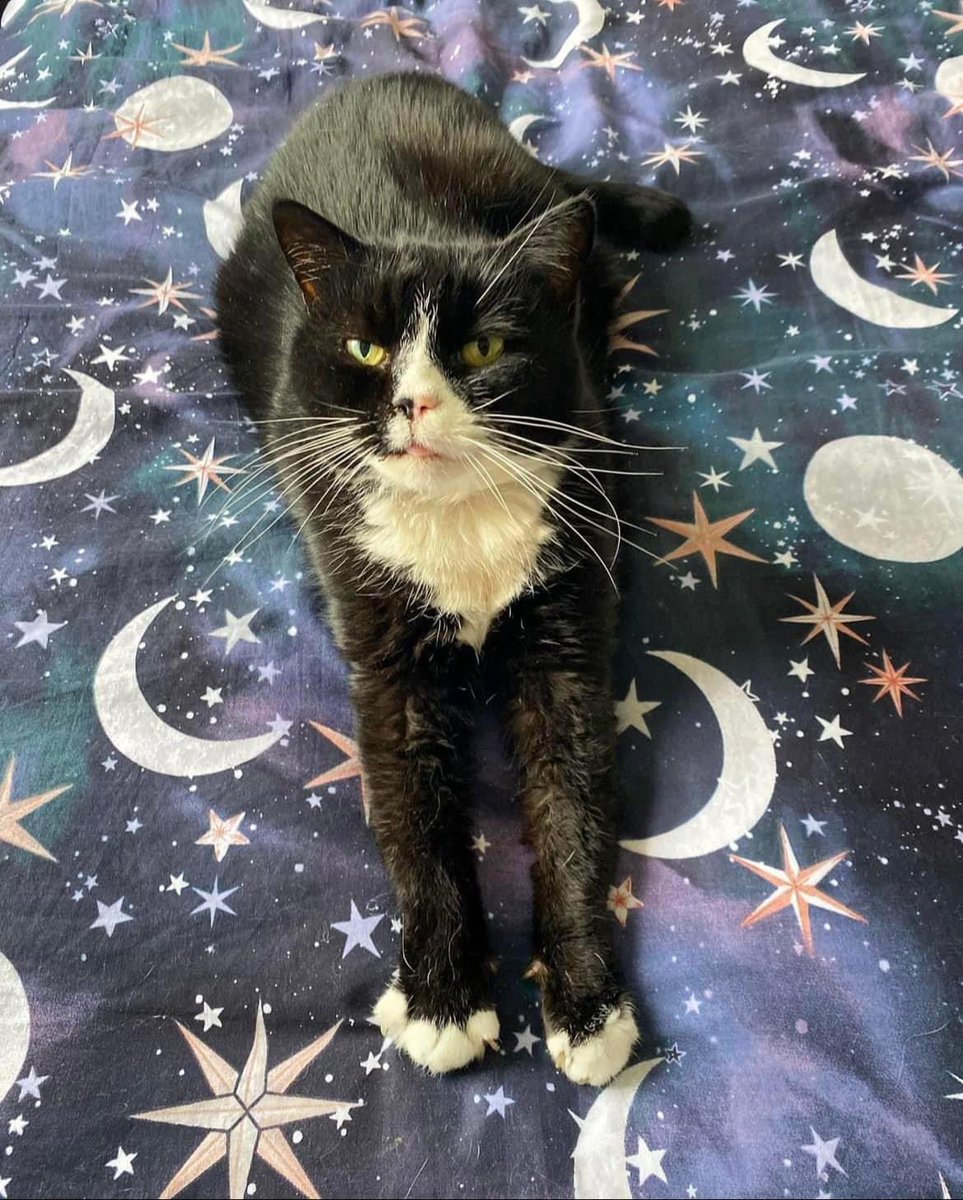 With a heavy heart Tilly aka Gareth has crossed the rainbow 🌈 bridge on Monday , I’m absolutely heartbroken she was so loved 💔💔 18 years ❤️