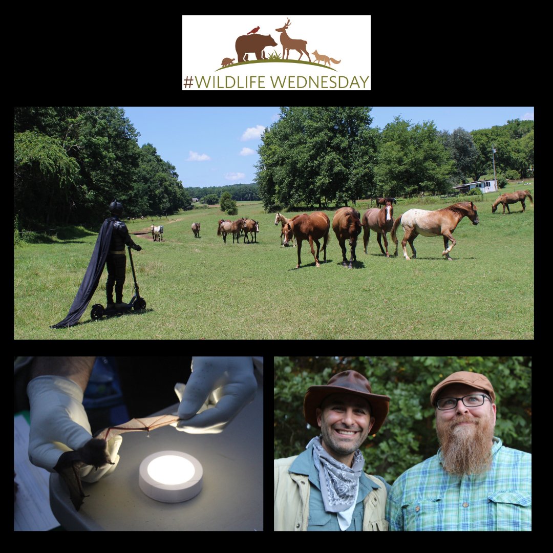 The Nature Conservancy in Tennessee (@nature_tn) on Twitter photo If you haven’t watched the new @bravewilderness episode where @coyotepeterson highlights <a href="/nature_org/">The Nature Conservancy</a>'s work with gray bats, check it out at at youtube.com/bravewilderness! 🦇 🎬 #WildlifeWednesday If you haven’t watched the new @bravewilderness episode where @coyotepeterson highlights <a href="/nature_org/">The Nature Conservancy</a>'s work with gray bats, check it out at at youtube.com/bravewilderness! 🦇 🎬 #WildlifeWednesday