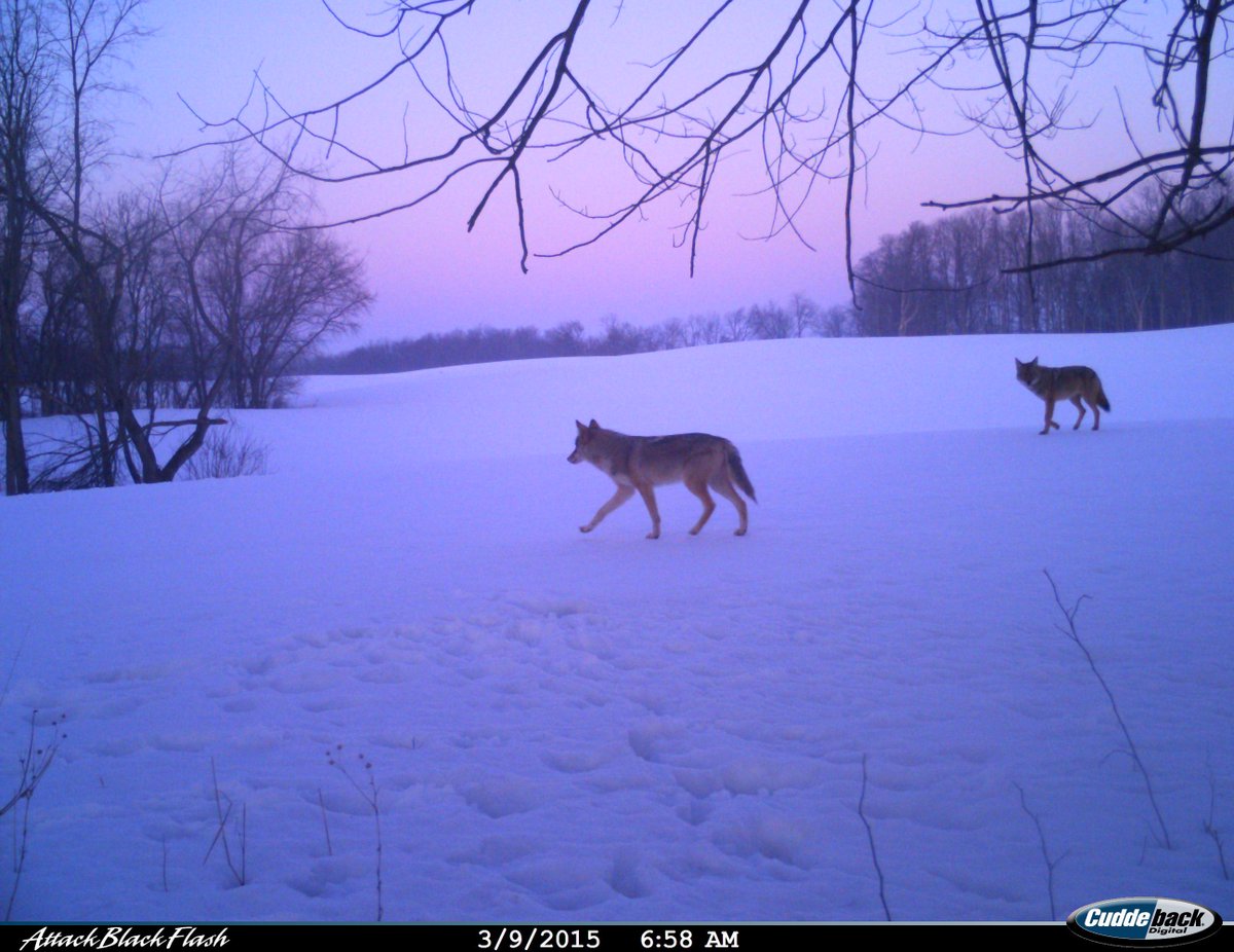 Trail_Cams's tweet image. 