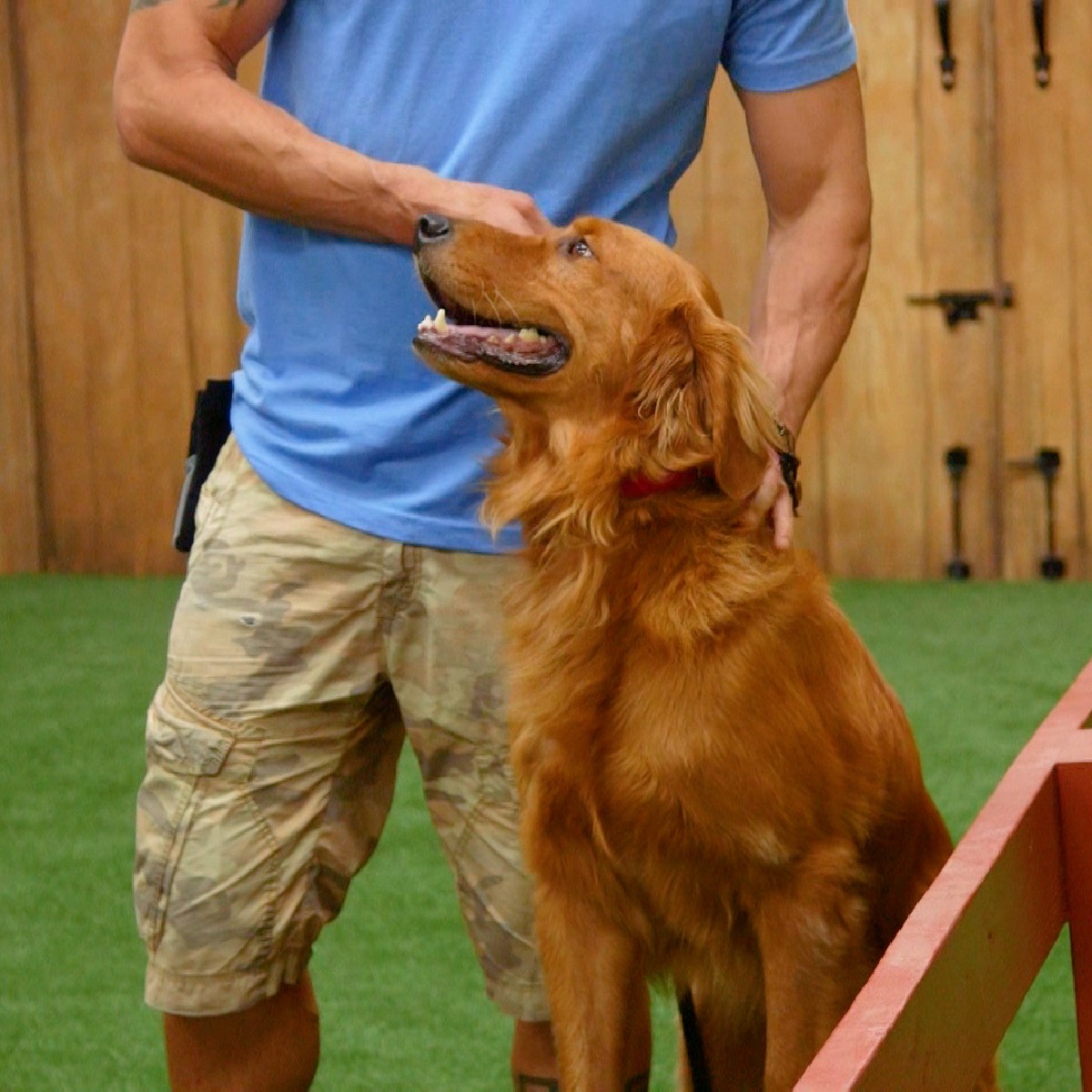 We've got another special #LuckyDog reunion this weekend! Brandon revisits one of his favorite episodes featuring Sandy, a golden retriever who he trained to answer the call of duty for a wounded warrior in need. 🐶