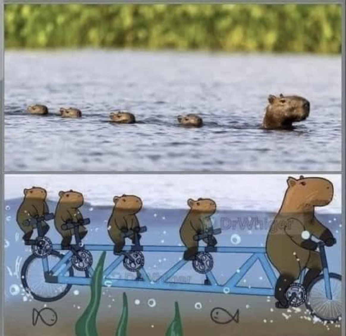 swimming capybara explained