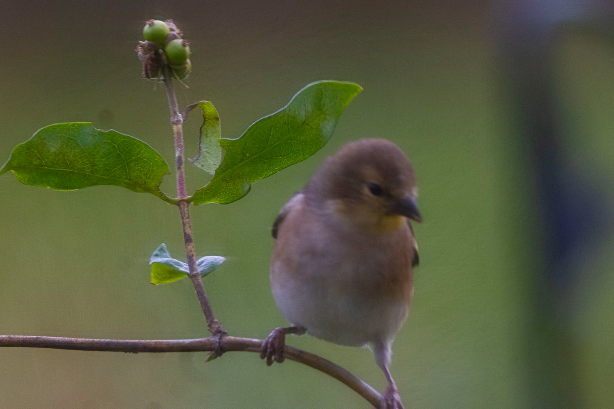 The American Goldfinch knew it was about to get strange.