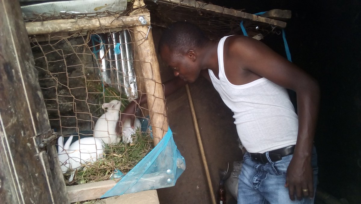 UServerien's tweet photo. Muraho!
Nibajije ikibazo mumfashe kugisubiza, Abantu twese twize mu mashami y'ubuhinzi n'ubworozi turi gushyira mu bikorwa ibyo twize? Niba aribyo ukora dusangije business ukora niba ubona harimo inyungu,Njyewe ndi Agronome Mpinga intoryi Kandi nkorora inkwavu, Wowe ukora iki? https://t.co/KK9XbwyJai