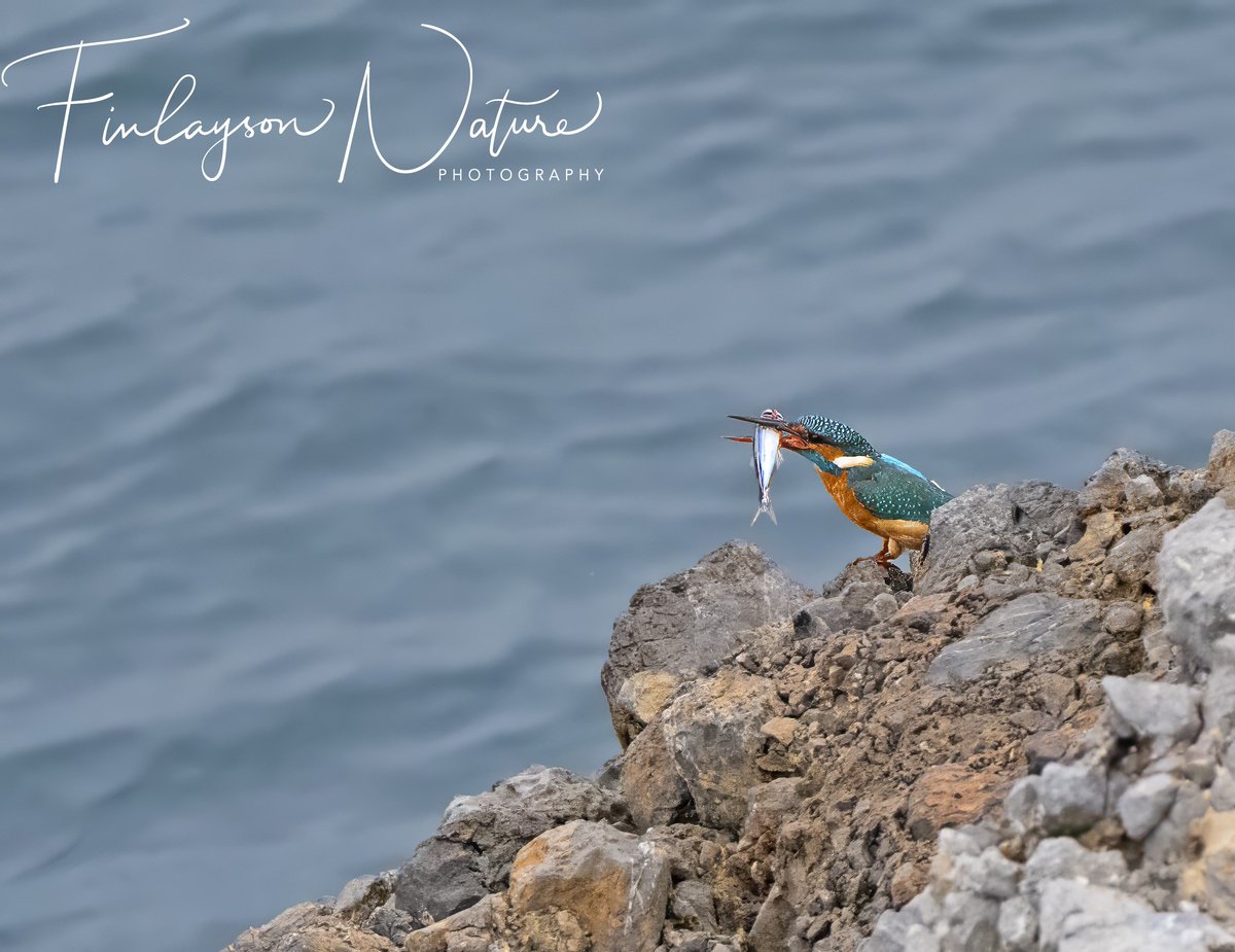 Some kingfishers occupy our rocky shoreline @GibMarine and catch fish from the sea. This one was yesterday on the rocks at Rosia Bay, #Gibraltar, near our natural history museum @parsons_lodge and was doing quite well! @FinlaysonGib @GibGerry @cortes_john @gonhsgib @Lewstag