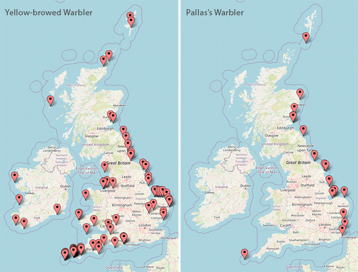 Yellow-browed Warbler and Pallas's Warbler sightings 24-30 Oct. Have you managed to catch up with either yet this autumn?