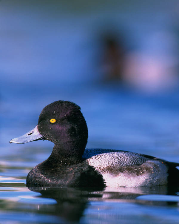 Lesser scaup are diving ducks that migrate South as far as Central America to wintering grounds. They are among the last birds to leave their breeding grounds in late fall, sometimes staying until the water starts freezing up. #WaterfowlWednesday #Migration 📷Gary Kramer/USFWS