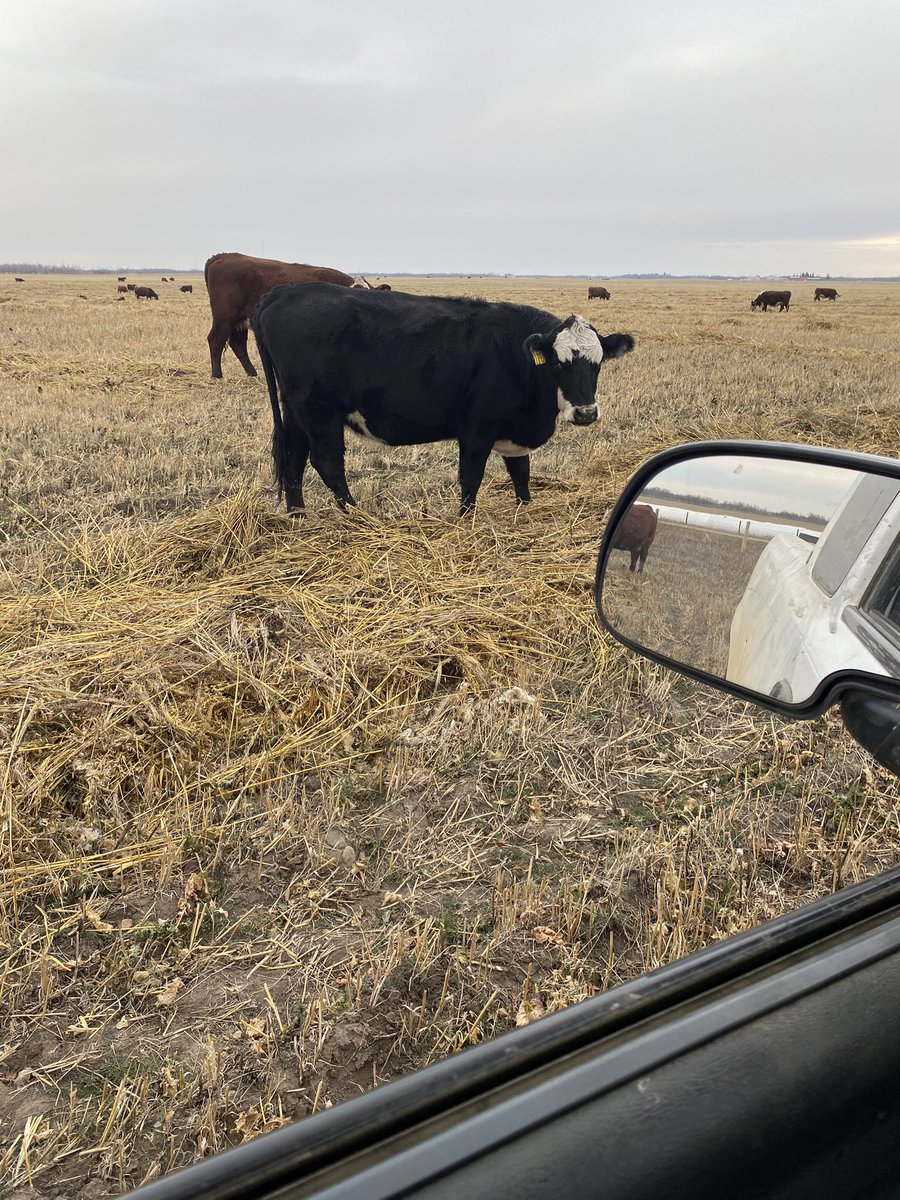 Leo14156's tweet photo. Onto the swaths @ImperialSeed https://t.co/9Uq2iZdi5B