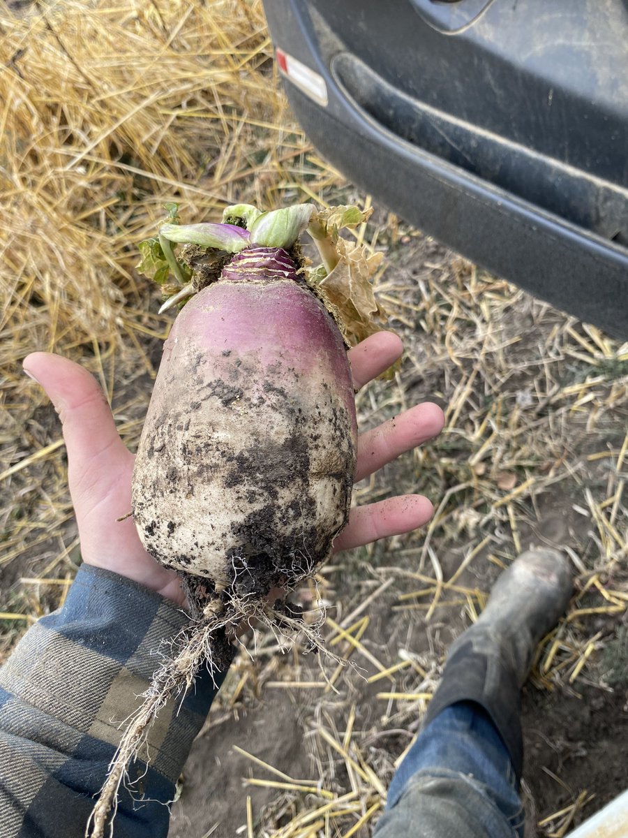 Leo14156's tweet photo. Onto the swaths @ImperialSeed https://t.co/9Uq2iZdi5B
