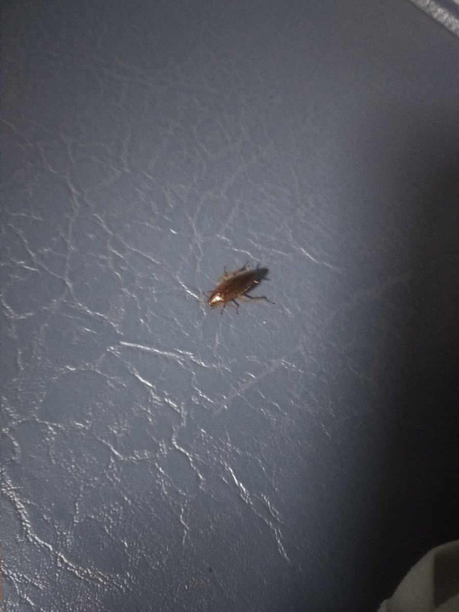 Nikhil9879's tweet photo. 15010Mailani Gorakhpur Express me aapka swagat hai. Never feel alone, IRCTC is providing  COCKROACHES as your buddy while traveling in 3AC

Please check IRCTC's clean drive pictures✌️
@IRCTCofficial @IndianRailMedia @PMOIndia @myogiadityanath @RailMinIndia @aajtak @railcomplaint https://t.co/bfUkfZoaS4