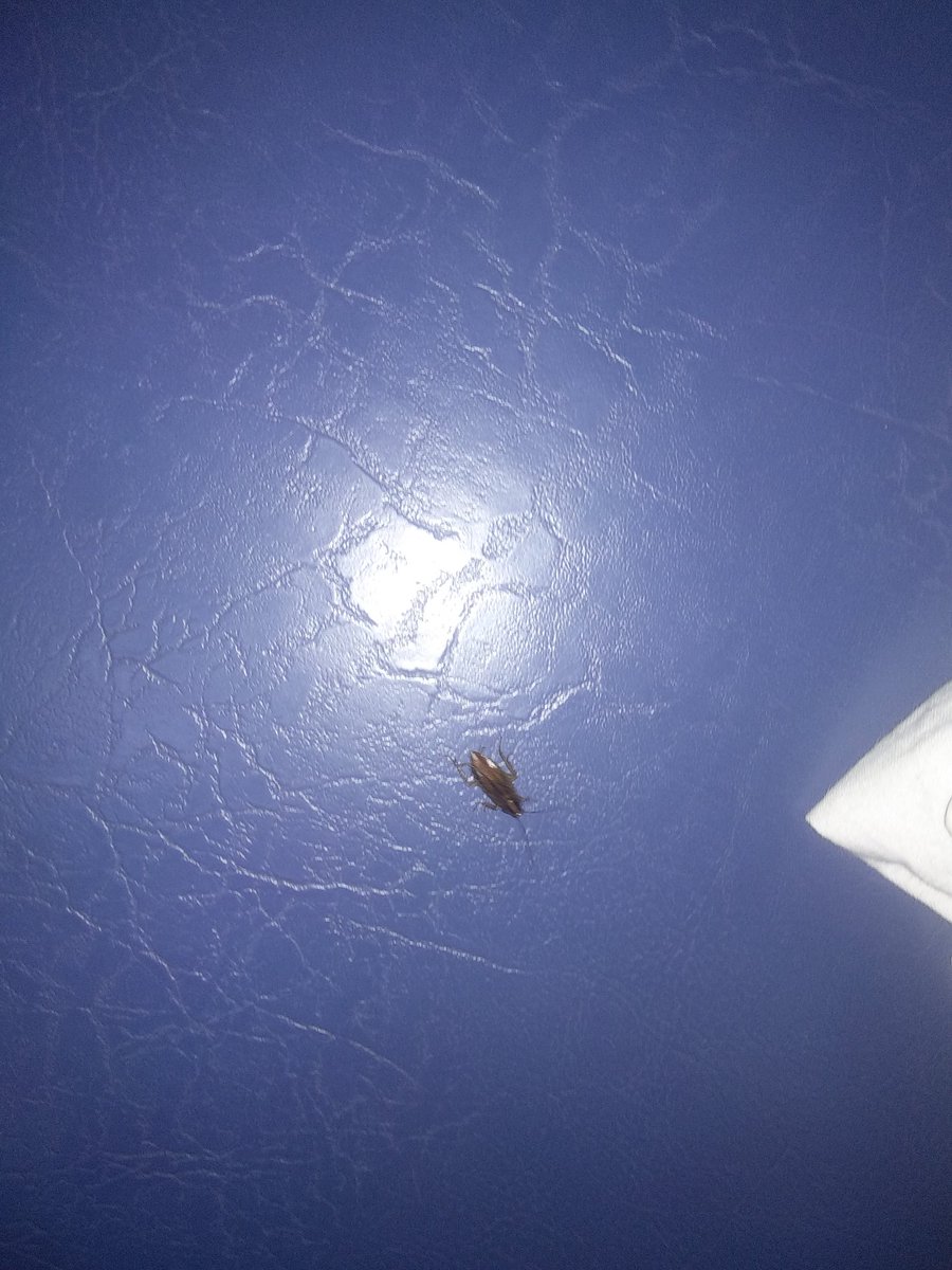 Nikhil9879's tweet photo. 15010Mailani Gorakhpur Express me aapka swagat hai. Never feel alone, IRCTC is providing  COCKROACHES as your buddy while traveling in 3AC

Please check IRCTC's clean drive pictures✌️
@IRCTCofficial @IndianRailMedia @PMOIndia @myogiadityanath @RailMinIndia @aajtak @railcomplaint https://t.co/bfUkfZoaS4