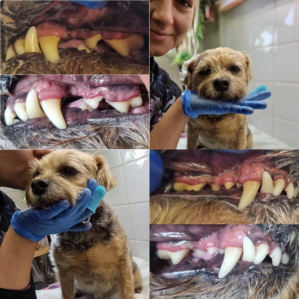 Teeth clean.  

I’m a good girl apparently. *nods head*