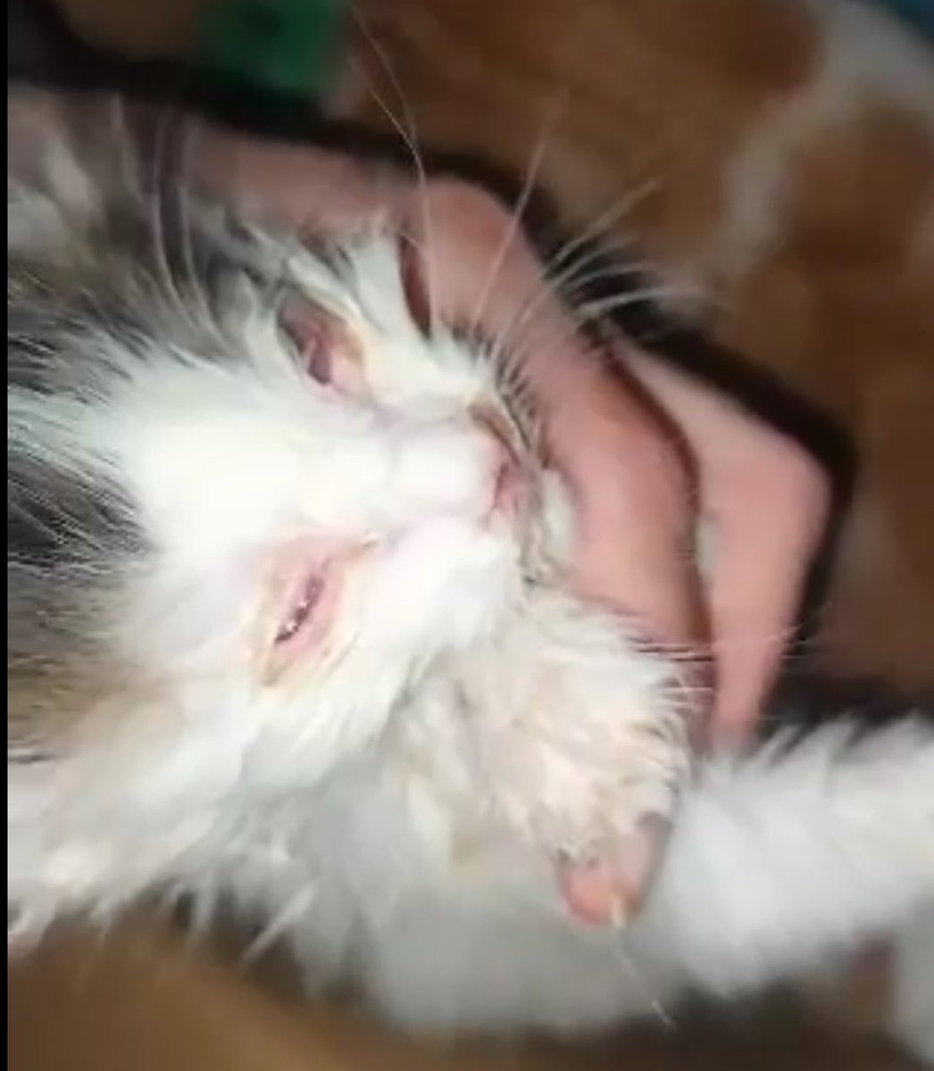 ser_feral_'s tweet photo. 🐱Hola comunidad feral, les pedimos ayuda con este caso, necesitamos gotitas para sus ojos  urgente, les dejamos el link 👉 https://t.co/0fDO3dz1Ma para más información #SerFeral #Gatos #Ayuda https://t.co/J5I4mHbNsT