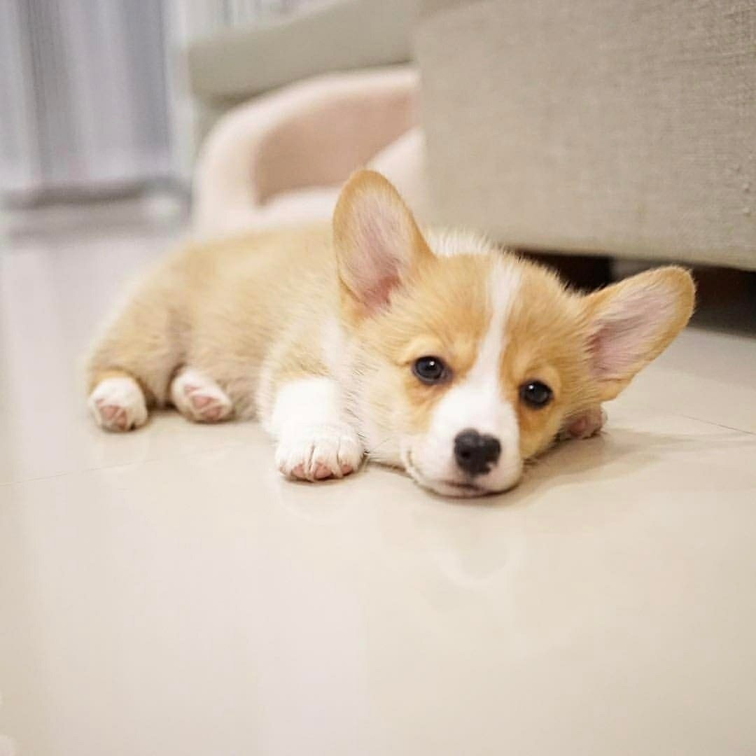 dauvunau's tweet photo. Meet my adorable Corgi, the epitome of cuteness and charisma! 🐶❤️ Corgis have a special place in my heart with their short legs and big personalities. What's your favorite thing about Corgis? Share your Corgi stories and photos below!😍😍 https://t.co/JAGPk5fAmN