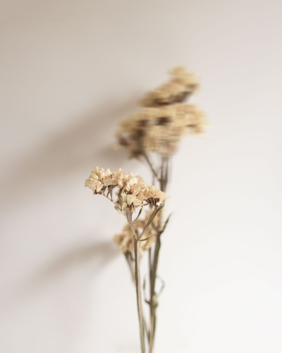 In a world where you can be anything, be kind. 

#flowerphotography #flowermagic #flowerpower #flowerarrangement #flowerart #photography #editorialphotography #minimal #minimalmovement #minimalism #beigetones #warmtones #flowersmakemehappy #photographer #dreamyvibes