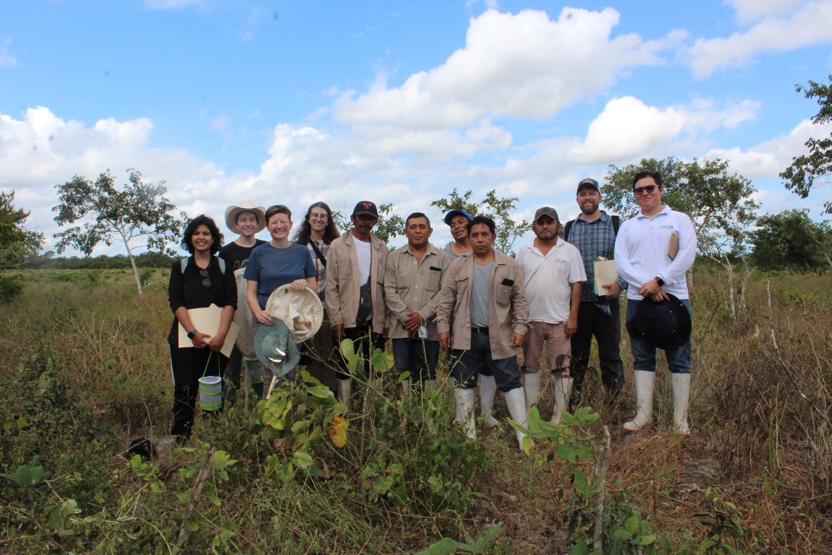 The @GlobalLocust team is back from a fantastic trip to Mexico where we attended the @OrthopteraR  International Congress of Orthopterology and spent time doing fieldwork on the Central American locust.

Read more ➡️ bit.ly/47g66CA
📷Mario Poot-Pech