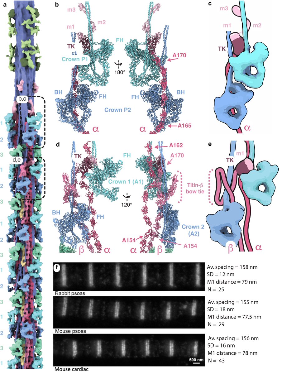 DvdGently's tweet image. 7/🧵For each pair, one #titin chain (titin-beta) forms a bow tie structure in the #Pzone, around the myosin tail, and its #TKdomain sits on top of Crown 1 (A1). The other #titin chain (titin-alpha) continues toward the #Mband and its #TKdomain sits on Crown 1 (P1).
