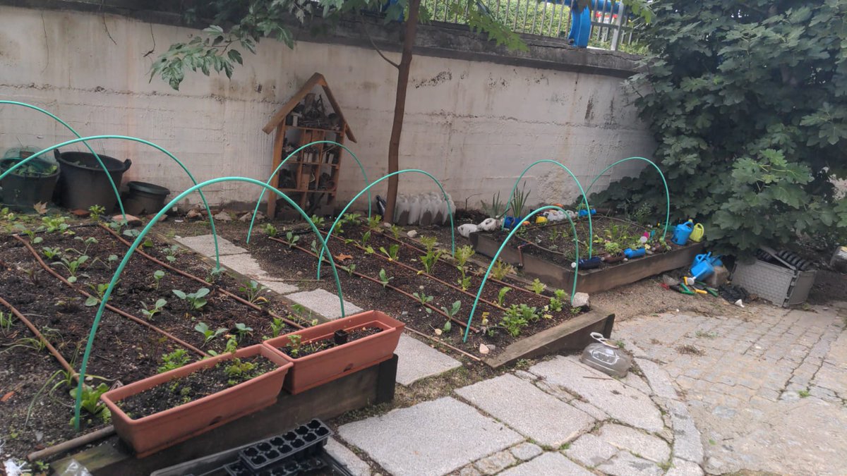AmpaConceArenal's tweet photo. ¿Habéis visto lo a tope que está nuestro huerto con los primeros plantones del invierno? 🥕
El cole pertenece a la red de #huertosescolares de Madrid. Aquí se aprende sobre los ciclos de las plantas, trabajo cooperativo, alimentación saludable...
Más info👉https://t.co/IJcGPRH7NQ https://t.co/3OJO6y0fJl