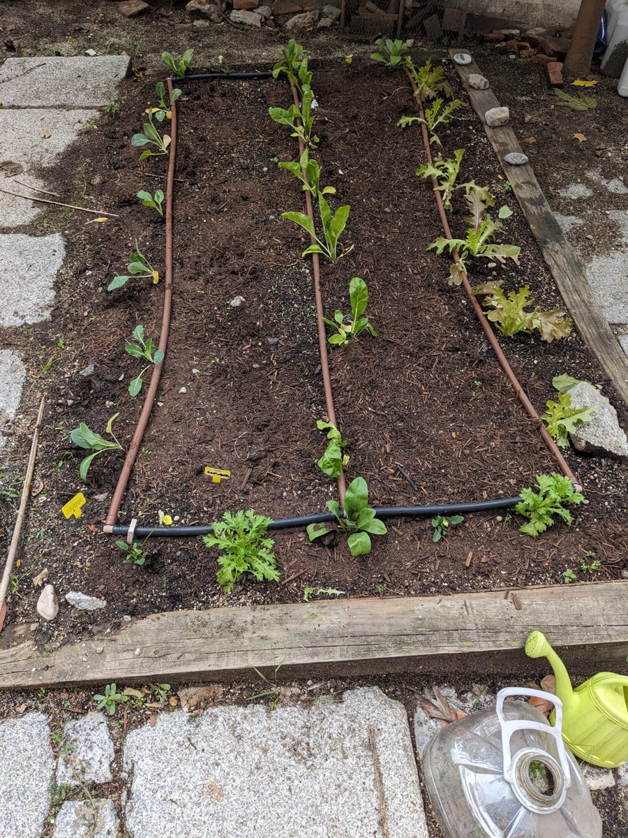 AmpaConceArenal's tweet photo. ¿Habéis visto lo a tope que está nuestro huerto con los primeros plantones del invierno? 🥕
El cole pertenece a la red de #huertosescolares de Madrid. Aquí se aprende sobre los ciclos de las plantas, trabajo cooperativo, alimentación saludable...
Más info👉https://t.co/IJcGPRH7NQ https://t.co/3OJO6y0fJl