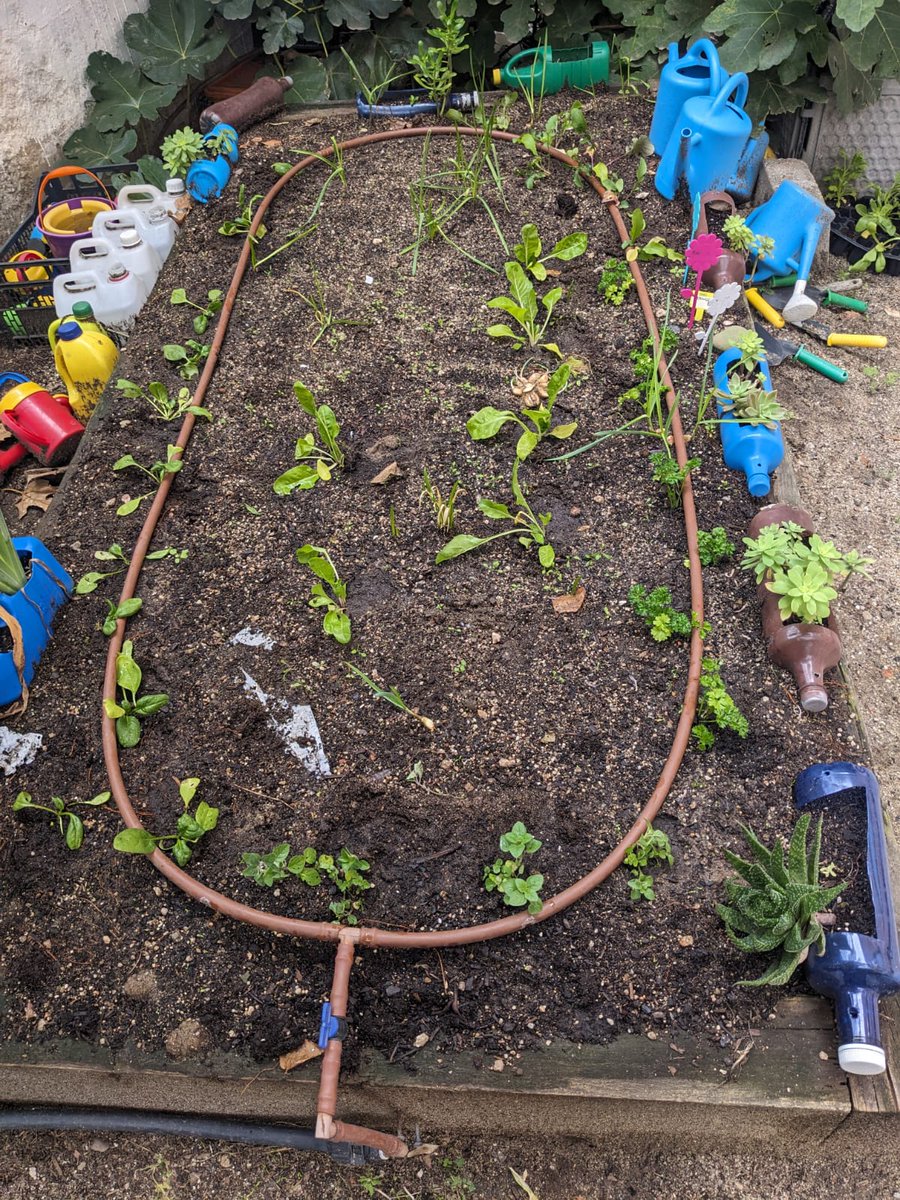 AmpaConceArenal's tweet photo. ¿Habéis visto lo a tope que está nuestro huerto con los primeros plantones del invierno? 🥕
El cole pertenece a la red de #huertosescolares de Madrid. Aquí se aprende sobre los ciclos de las plantas, trabajo cooperativo, alimentación saludable...
Más info👉https://t.co/IJcGPRH7NQ https://t.co/3OJO6y0fJl