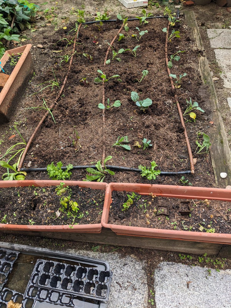 AmpaConceArenal's tweet photo. ¿Habéis visto lo a tope que está nuestro huerto con los primeros plantones del invierno? 🥕
El cole pertenece a la red de #huertosescolares de Madrid. Aquí se aprende sobre los ciclos de las plantas, trabajo cooperativo, alimentación saludable...
Más info👉https://t.co/IJcGPRH7NQ https://t.co/3OJO6y0fJl