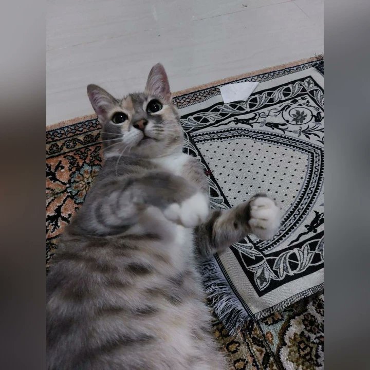 Missing Cat MISSING CAT area USJ 9, Subang Jaya, Selangor. Nama grey, seperti warna bulunya. Been missing since 26 October 2023. If found or mistakenly taken, can whatsapp/call han at 01113182073.