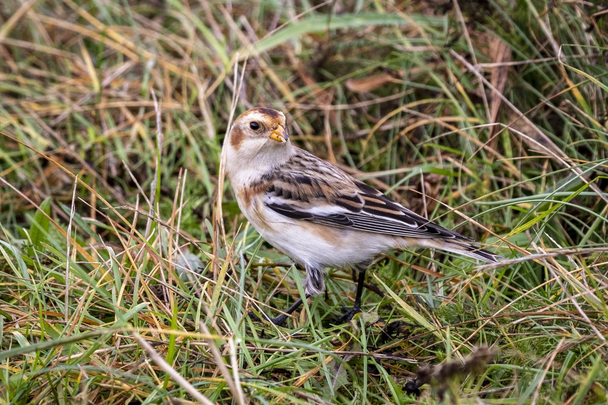 Single Snowbunting at South Shields this morning 🙂