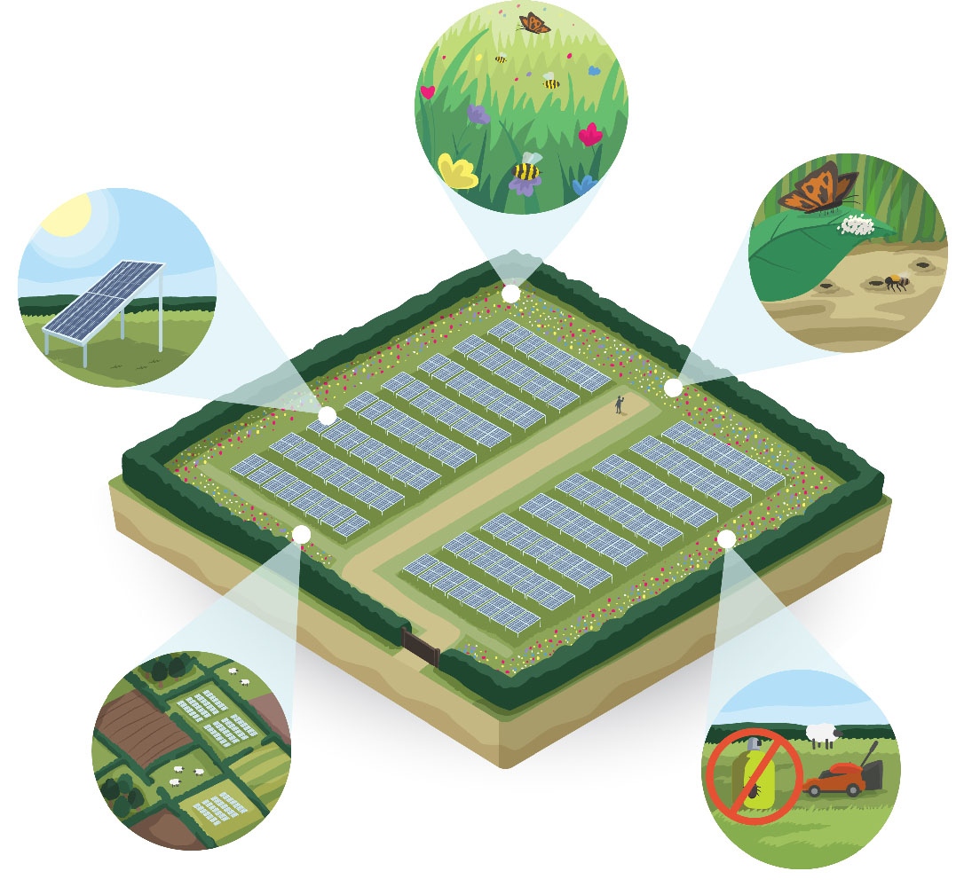 An illustration for @HollieBlaydes, a researcher at Lancaster University, about the potential for solar parks to provide refuge for pollinators in agricultural landscapes. Later we created an animation: mairperkins.co.uk/animations/env… #design #illustration #sciart #scicomms