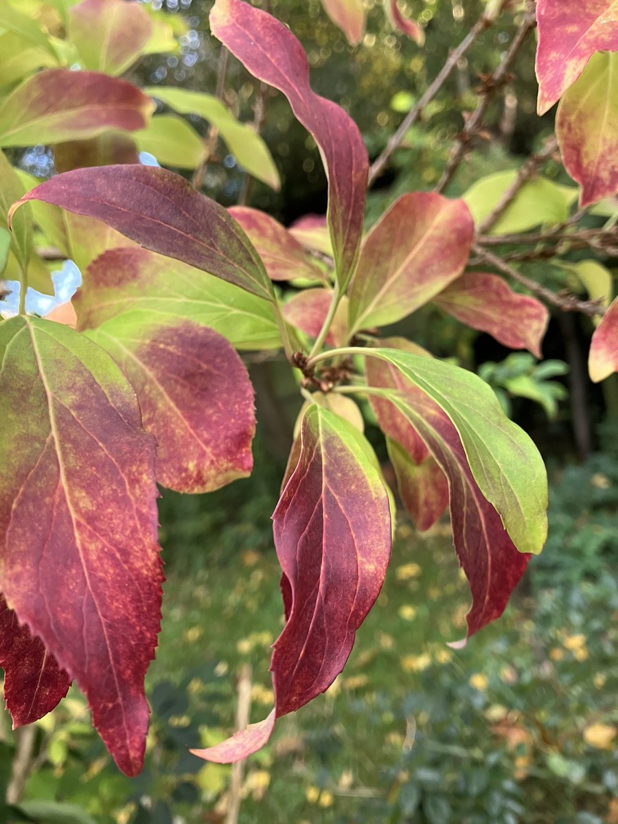 Lovely reds on the forsythia