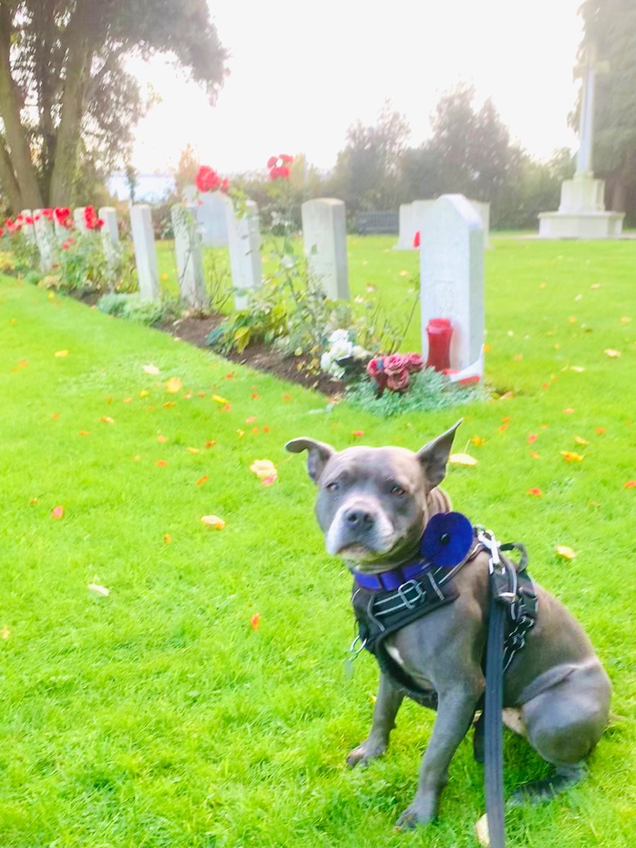 Today is the 1st November. I’m going to wear my purple poppy for the next 11 days in remembrance of animals that served during wartime.  💜💜💜 #RemembranceDay #LestWeForget #PurplePoppy