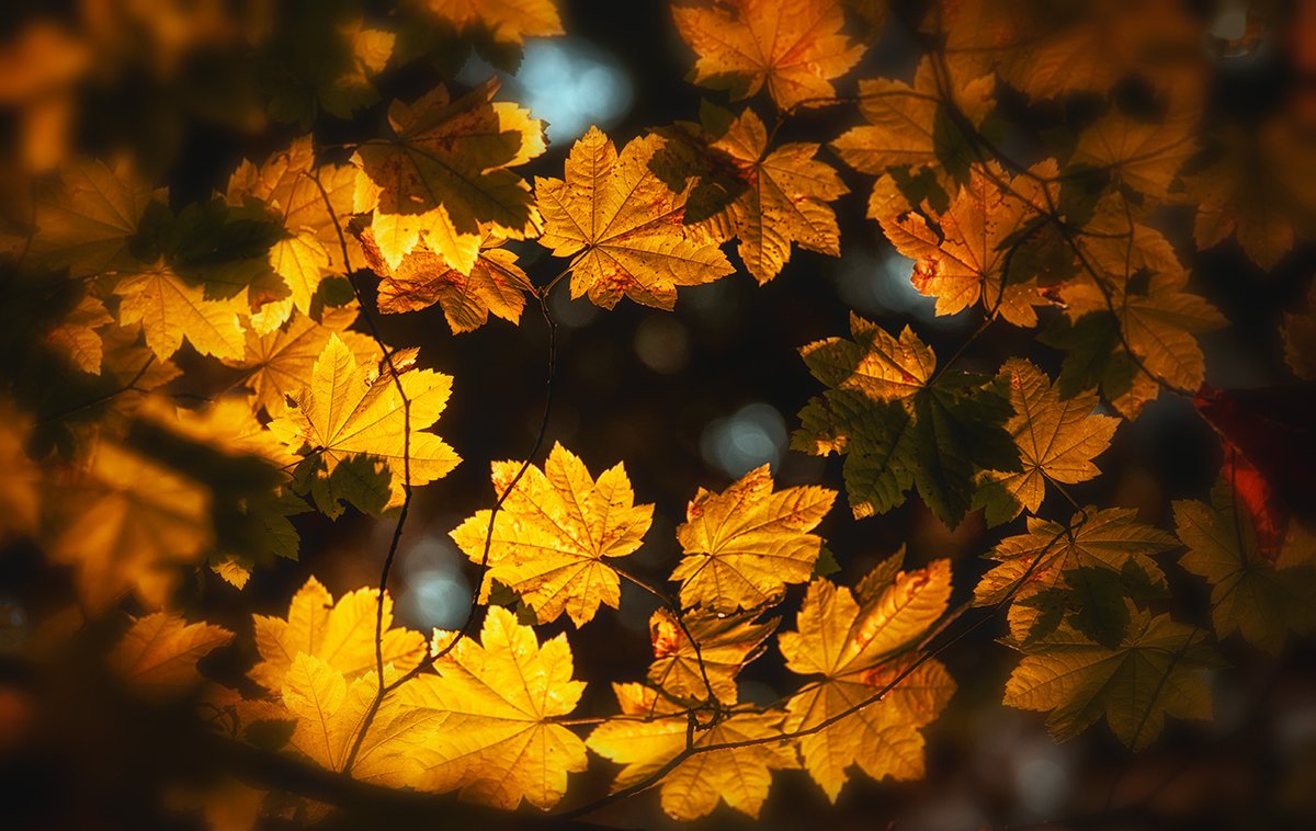 Hi Gang! Today let's share #autumn captures that show  how #sunlight affects the image. Temperatures are cooling so stay warm and safe out there today! #Photography #nature #reflections #BackLighting #AutumnSunset #AutumnLandscape