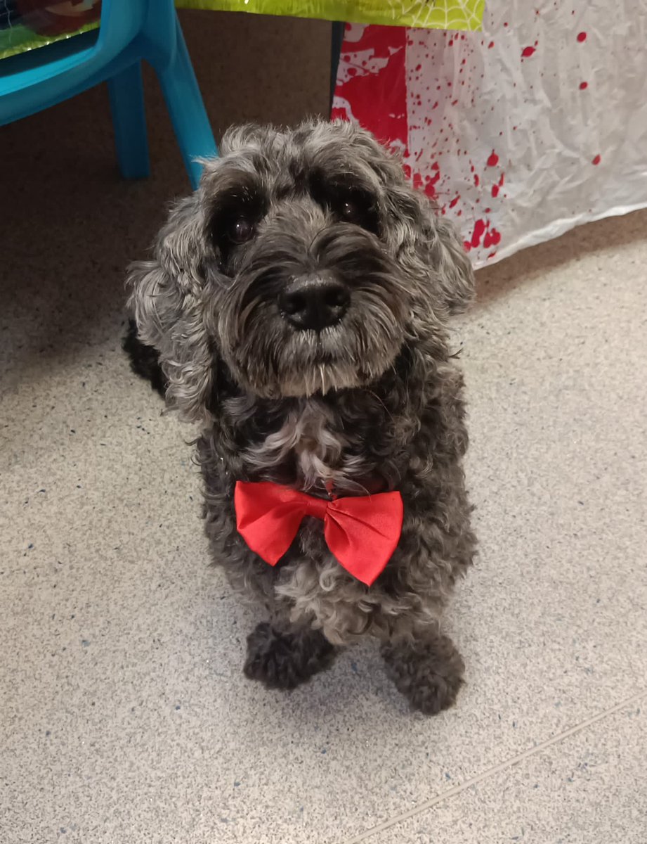 Even Chester got into the spirit of things for Halloween!