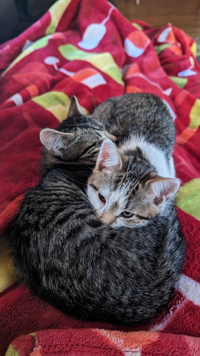 To honor how much us and our boys loved Gravity Falls let me introduce our new kittens, Mabel and Dipper. <a href="/_AlexHirsch/">Alex Hirsch</a> #GravityFalls
