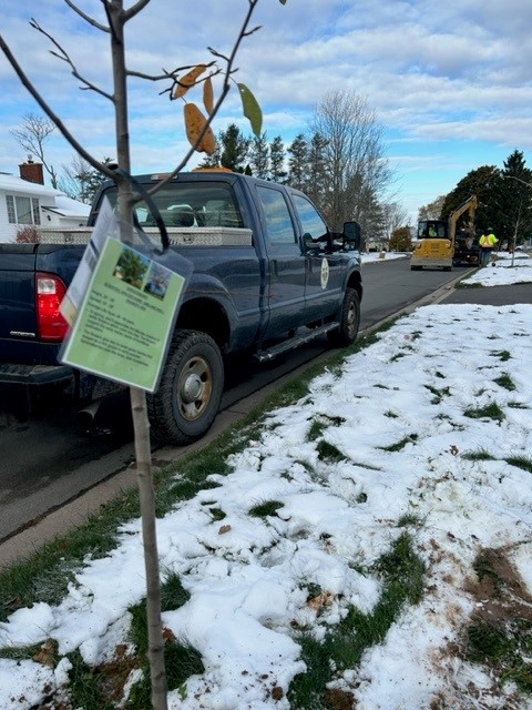You may notice Village Public Works staff planting trees today at various locations along Lynda Lane, Crown Avenue, Kimberley Street and Alban Street. ALH