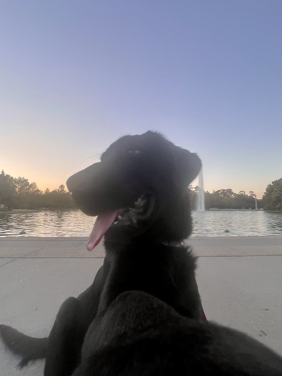 Blitz the Texans Pup tweet media