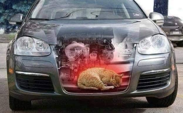 PLEASE!!!! Bang on your hood and sound the horn before starting your car this winter....you may have a passenger under the hood trying to keep warm, and they can be seriously injured when the car starts up.... Share=RESPECT