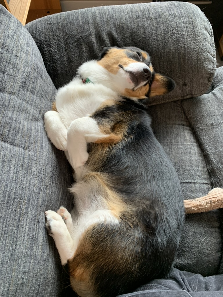 Quinnfamous's tweet photo. For my friends in games: I'm back on the job market! If you know folks looking for a rad nonbinary games  producer, I am AROUND and BOY am I talkative. 

I don't have a relevant photo so here's one of my dog sleeping https://t.co/BeIehzWI2F