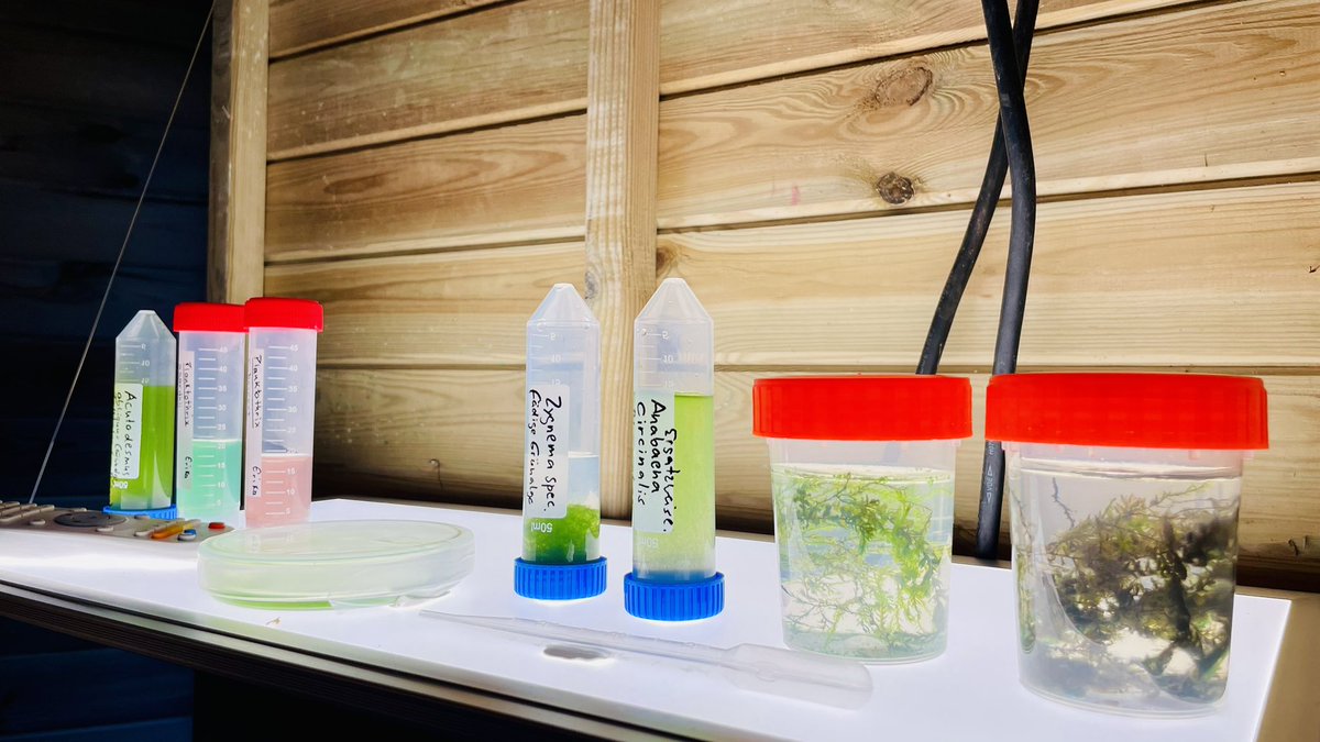 LeibnizIGB's tweet photo. Finally here: the 8th #BerlinScienceWeek! Visit our IGB Tiny Gallery at @Holzmarkt25 and explore the fascinating #diversity of (tiny) aquatic life! From now until 10 November. Check out the #Art &amp; #Science Forum programme > https://t.co/vbPoiOG9ov https://t.co/U0crjoepw3