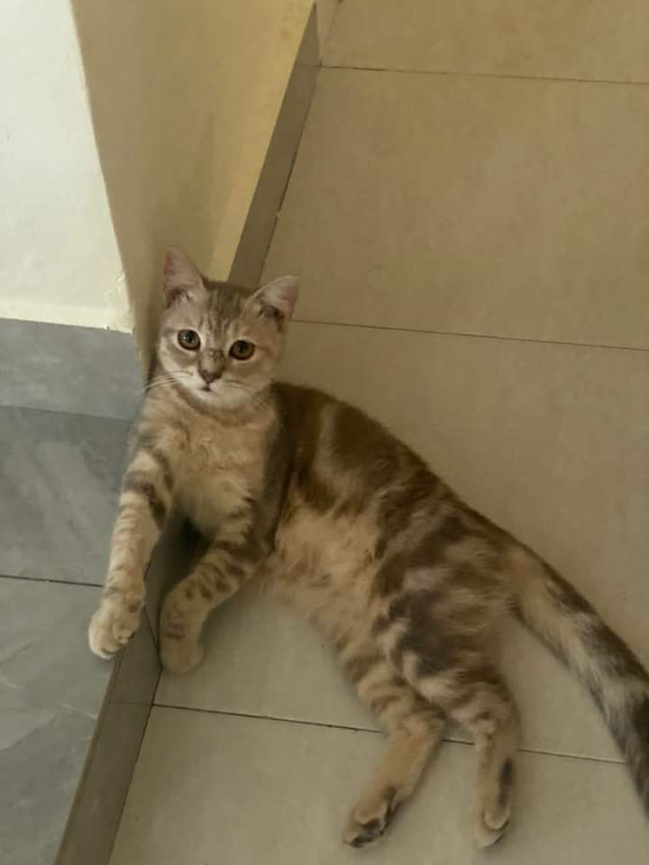 Kucing Hilang PERHATIAN !! KUCING HILANG DI AREA TAMAN UNIVERSITI PARIT RAJA, JOHOR BOLEH CONTACT 01163033731..PLEASE SANGAT