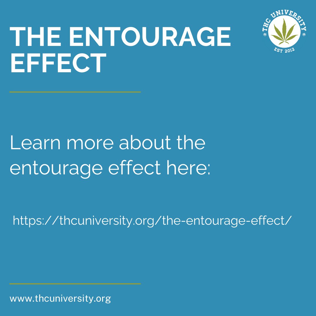 THC University tweet media