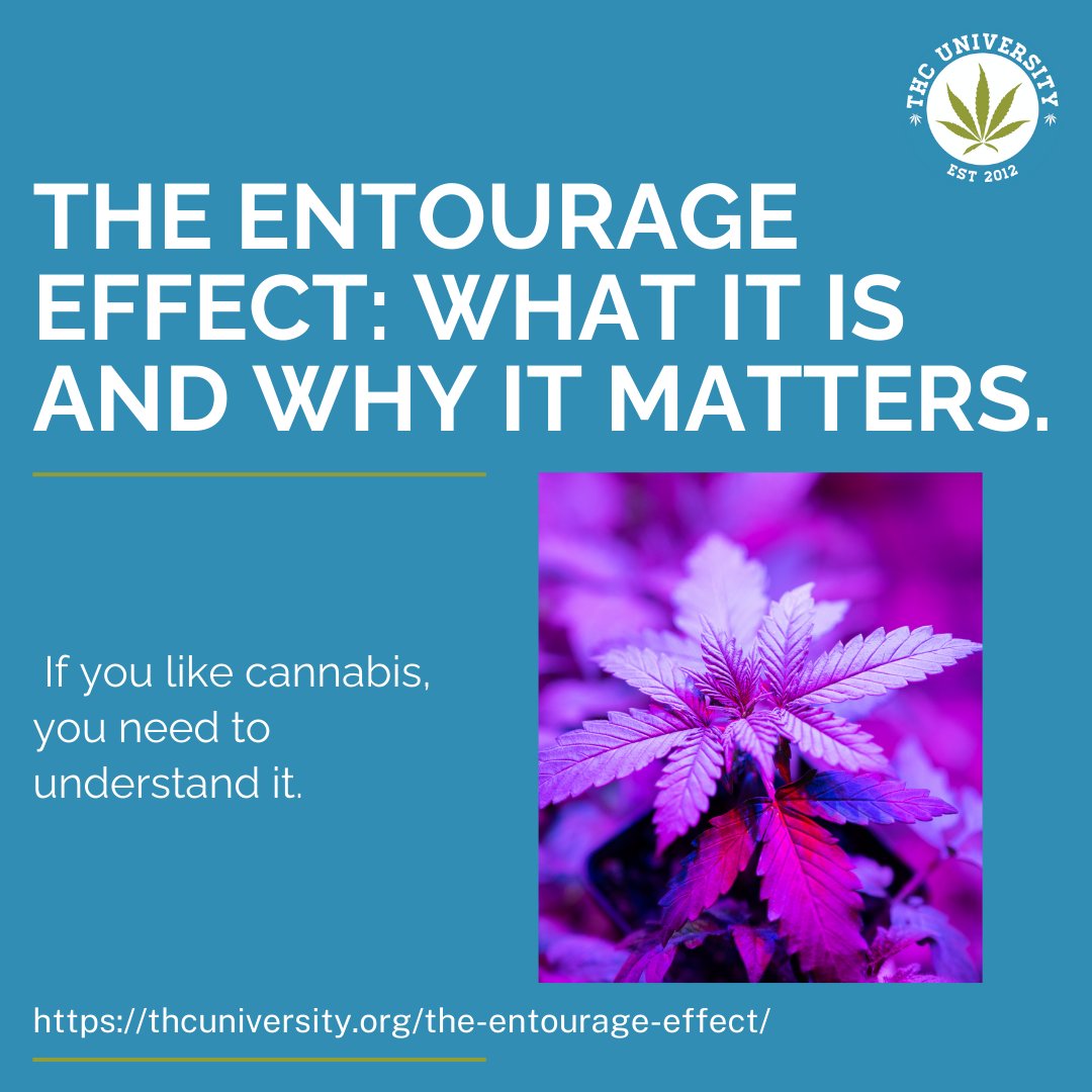 THC University tweet media