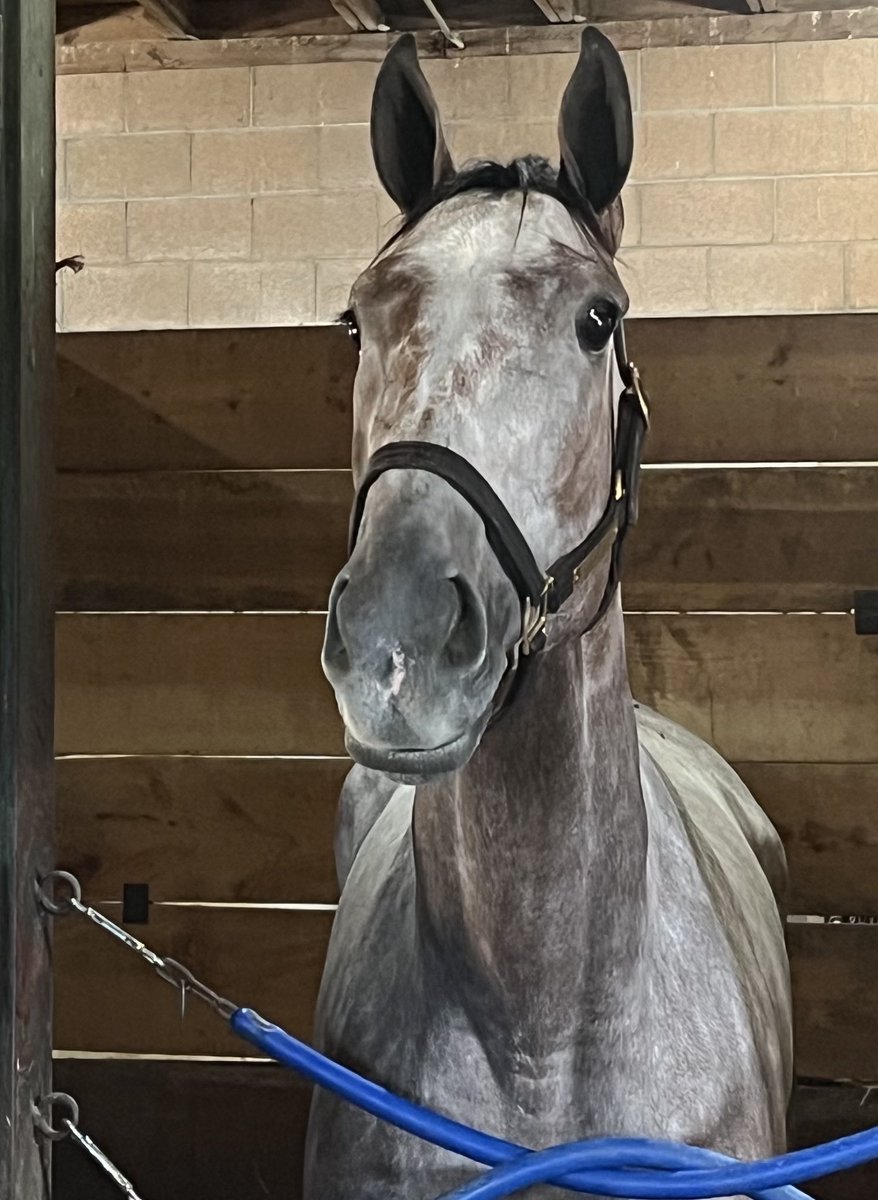 Tim Wilkin (@tjwilkin) on Twitter photo Hoosier Philly strikes a majestic pose Wednesday morning at <a href="/santaanitapark/">Santa Anita Park</a> as she prepares for the <a href="/BreedersCup/">Breeders' Cup</a> Distaff Saturday for <a href="/TomAmossRacing/">Tom Amoss Racing</a> <a href="/RealKinnon/">Kinnon larose</a>. She will be ridden for the first time by <a href="/luissaezpty/">Luis Saez</a>. Hoosier Philly strikes a majestic pose Wednesday morning at <a href="/santaanitapark/">Santa Anita Park</a> as she prepares for the <a href="/BreedersCup/">Breeders' Cup</a> Distaff Saturday for <a href="/TomAmossRacing/">Tom Amoss Racing</a> <a href="/RealKinnon/">Kinnon larose</a>. She will be ridden for the first time by <a href="/luissaezpty/">Luis Saez</a>.