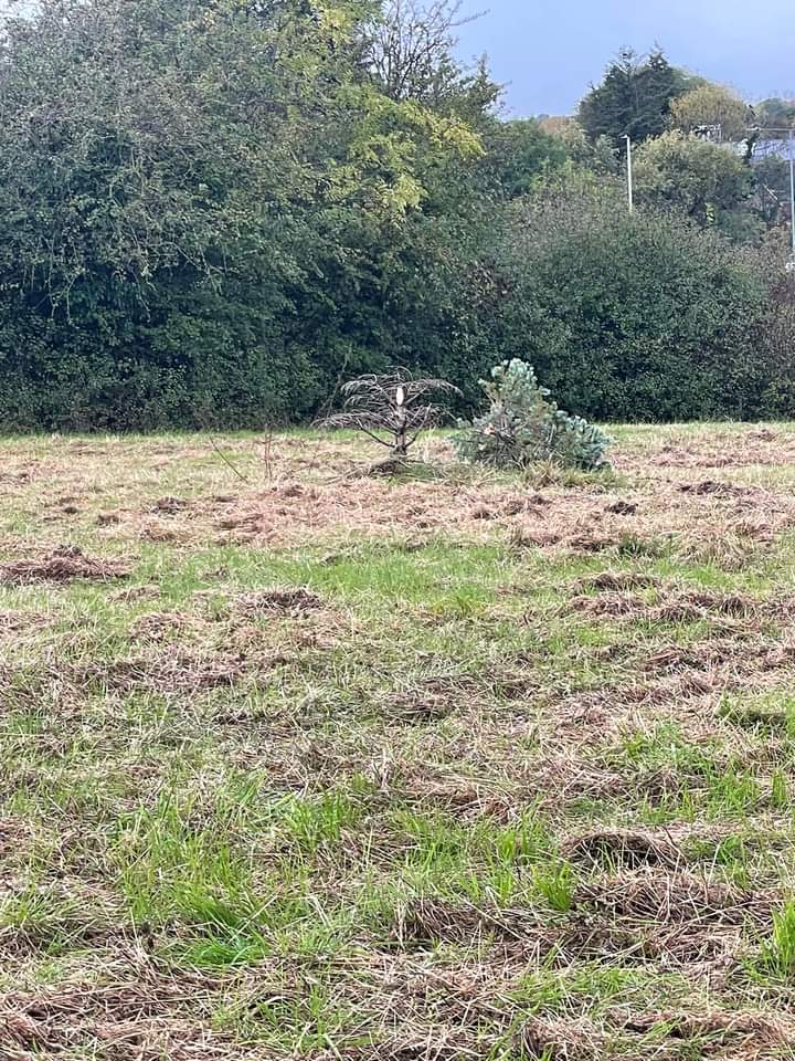 WickfordWombles's tweet photo. More disappointment today when we found our wild community Christmas tree destroyed. 
Anyone want to help us go bigger and better???
Anyone got a Christmas tree farm??
#Christmastree
#RIPGilbert
#NevergiveUp
#WickGreen

@BBCEssex
@Essex_Echo 
@wickfordsos https://t.co/38dchVqvcR